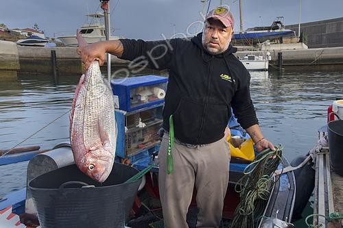 Biosphoto | 2609476 | Pink dentex (Dentex gibbosus) recently brought to the Port of Garachico. Fishing sector. Professional and traditional fishing. San Roque and Isla Baja de Garachico Fishermen's Guild, Tenerife, Canary Islands. | &copy; Sergio Hanquet / Biosphoto