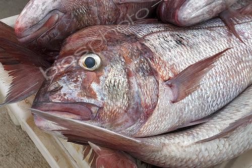 Biosphoto | 2609478 | Pink dentex (Dentex gibbosus) recently brought to the Port of Garachico. Fishing sector. Professional and traditional fishing. San Roque and Isla Baja de Garachico Fishermen's Guild, Tenerife, Canary Islands. | &copy; Sergio Hanquet / Biosphoto