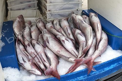 Biosphoto | 2609479 | Pink dentex (Dentex gibbosus) recently brought to the Port of Garachico. Fishing sector. Professional and traditional fishing. San Roque and Isla Baja de Garachico Fishermen's Guild, Tenerife, Canary Islands. | &copy; Sergio Hanquet / Biosphoto