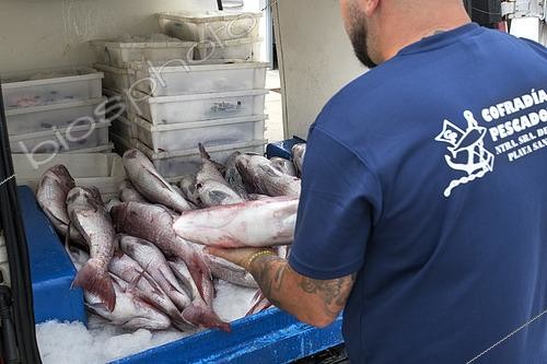 Biosphoto | 2609480 | Pink dentex (Dentex gibbosus) recently brought to the Port of Garachico. Fishing sector. Professional and traditional fishing. San Roque and Isla Baja de Garachico Fishermen's Guild, Tenerife, Canary Islands. | &copy; Sergio Hanquet / Biosphoto