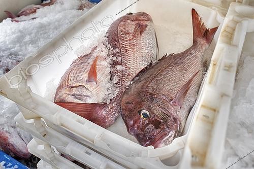 Biosphoto | 2609481 | Pink dentex (Dentex gibbosus) recently brought to the Port of Garachico. Fishing sector. Professional and traditional fishing. San Roque and Isla Baja de Garachico Fishermen's Guild, Tenerife, Canary Islands. | &copy; Sergio Hanquet / Biosphoto