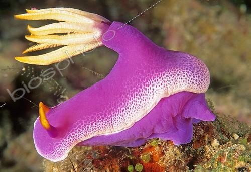 Biosphoto | 441762 | Pink Nudibranch based on a coral reef Malaysia | &copy; Jean Cassou / Biosphoto