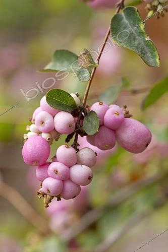 Biosphoto | 2399258 | Pink snowberry (Symphoricarpos x doorenbosii 'Mother of Pearl') | &copy; Frédéric Tournay / Biosphoto
