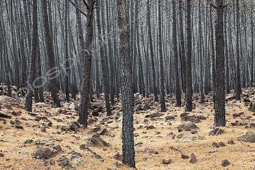 Biosphoto | 2544219 | Pins parasols (Pinus pinea) brûlés après un incendie de forêt. Sierra Bermeja, province de Málaga, Andalousie, Espagne. | &copy; Thomas Dressler / Biosphoto