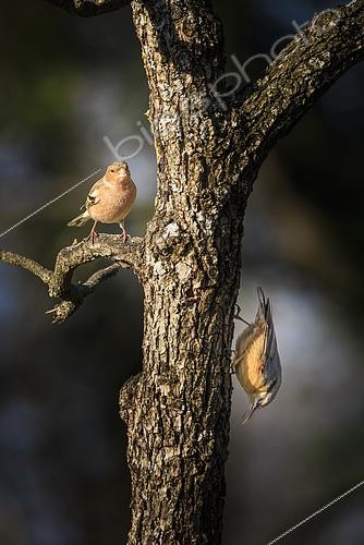 Biosphoto | 2615302 | Pinson des arbres (Fringilla coelebs) et sittelle torchepot (Sitta europaea) sur un même arbre mort, Vaucluse, France | &copy; Alain Roux / Biosphoto