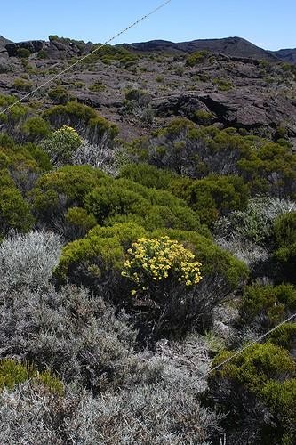 Biosphoto | 1649789 | Pioneer flora and Reunion Heath of the Piton de la Fournaise | &copy; André Pascal / Biosphoto