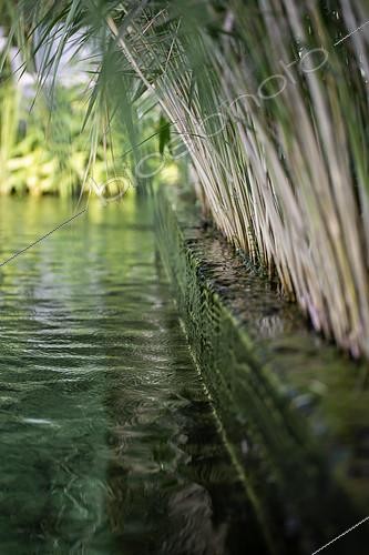 Biosphoto | 2488470 | Piscine naturelle, zone de filtration avec plantes épuratives, France | &copy; Marie Aymerez / Biosphoto