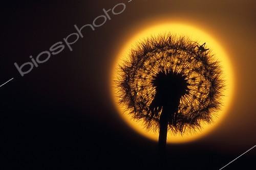 Biosphoto | 81534 | Pissenlit photographié sur le disque du soleil couchant  ; Une minuscule sauterelle se baladait à sa surface. Vallée du Doubs. France. Pissenlit en graines | &copy; Florent Cardinaux  / Biosphoto