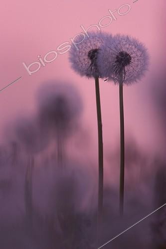 Biosphoto | 523748 | Pissenlits à la tombée de la nuit France | &copy; Christophe Perelle / Biosphoto