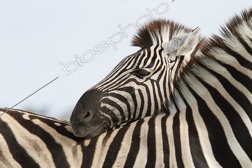 Biosphoto | 1649560 | Plain zebras touching Etosha NP Namibia | &copy; Jean-Jacques Alcalay / Biosphoto