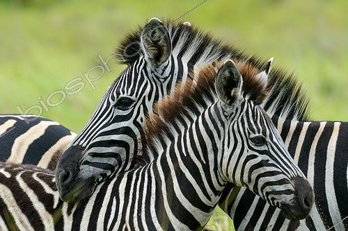 Biosphoto | 2069030 | Plains zebra, also known as the common zebra or Burchell's zebra (Equus quagga), formerly Equus burchellii). Western Shores. iSimangaliso Wetland Park. KwaZulu Natal. South Africa | &copy; Roger de La Harpe / Biosphoto
