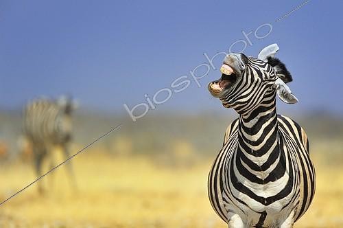 Biosphoto | 2064607 | Plains zebra (Equus quagga), Etosha, Namibia | &copy; Massimiliano Sticca / Biosphoto