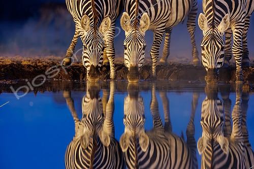 Biosphoto | 2591083 | Plains Zebra, or Burchell's Zebra (Equus quagga syn. Equus burchellii), Group drinking from a pond, at night, Shompole wilderness, Shompole Community, Kenya, East Africa, Africa | &copy; Sylvain Cordier / Biosphoto