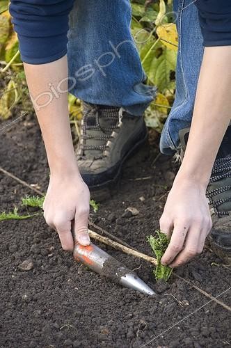 Biosphoto | 1256446 | Plan out of chicories in a kitchen garden | &copy; Alexandre Petzold / Biosphoto