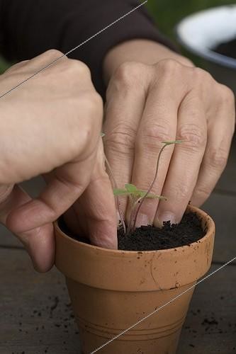 Biosphoto | 527171 | Plan out of gentian sage in flower bucket on a terrace | &copy; NouN / Biosphoto