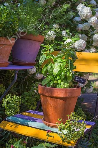 Biosphoto | 2083848 | Plant de basilic 'Grand vert' en pot, Provence, France | &copy; Philippe Giraud / Biosgarden / Biosphoto