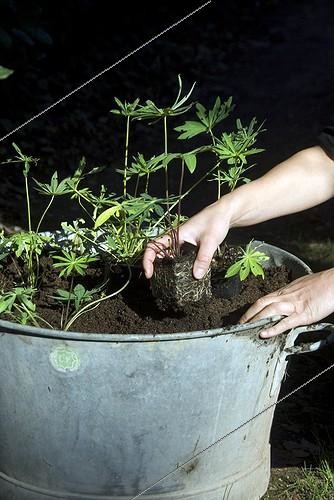 Biosphoto | 2032425 | Plantation of lupines in a basine in a garden | &copy; DIGIT images / Biosphoto