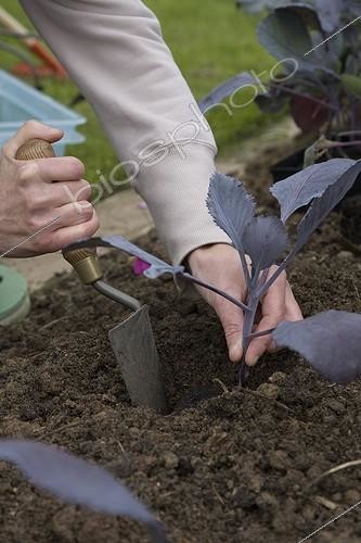 Biosphoto | 524927 | Plantation of red cabbage in the kitchen garden | &copy; NouN / Biosphoto