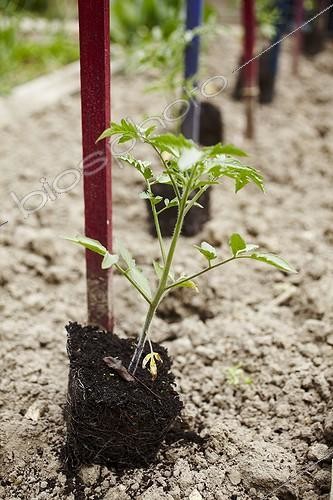Biosphoto | 1846076 | Plantation of tomatoes in a kitchen garden | &copy; Jean-Michel Groult / Biosphoto
