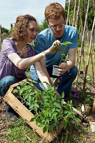 Biosphoto | 891598 | Plantation of tomatoes in a kitchen garden | &copy; Philippe Giraud / Biosphoto
