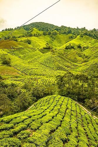 Biosphoto | 2494162 | Plantations de thé, Cameron Highlands, Tanah Tinggi Cameron, Malaisie | &copy; Valentin Wolf / imageBROKER / Biosphoto
