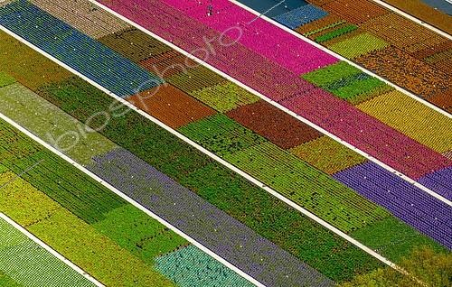Biosphoto | 2355757 | Plantes en pot colorées en rangées, pépinière, jardinerie, Nordkirchen, Münsterland, Rhénanie-du-Nord-Westphalie, Allemagne | &copy; Hans Blossey / imageBROKER / Biosphoto