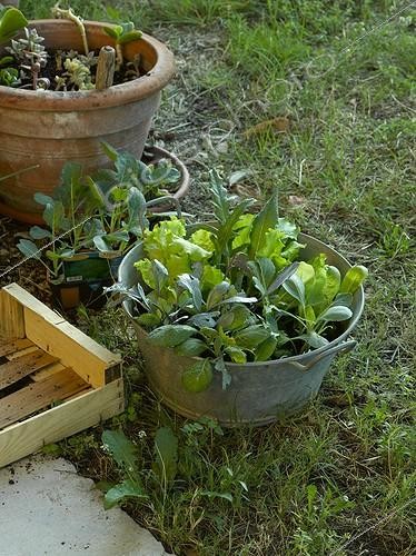 Biosphoto | 647669 | Planting out of sowing in a garden | &copy; Gilles Le Scanff & Joëlle-Caroline Mayer / Biosphoto