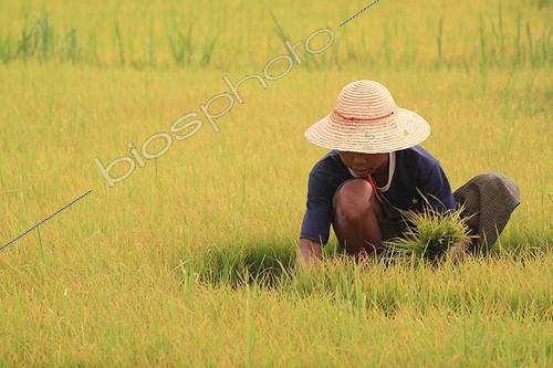Biosphoto | 1136508 | Planting Rice in the vicinity of Lake Inle Myanmar  | &copy; Antoine Boureau / Biosphoto