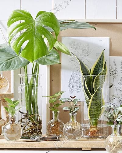 Biosphoto | 2494639 | Plants in glass vases | &copy; VisionsPictures & Photography / Visions Pictures / Biosphoto