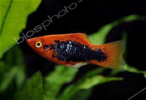 Biosphoto | 2433042 | Platy (Xiphophorus maculatus) male 'Red Tuxedo'' | &copy; Aqua Press / Biosphoto