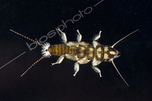 Biosphoto | 2433962 | Plecoptera (Perlidae sp) on black background, Lake Quinault, Olympic Peninsula, Washington, D.C. | &copy; Stuart Wilson / Biosphoto