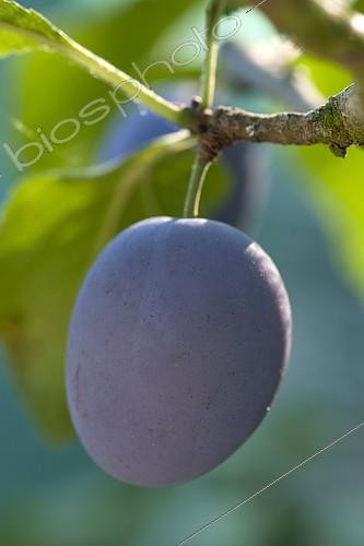 Biosphoto | 2125588 | Plum 'Quetsche d'Alsace' | &copy; Alexandre Petzold / Biosphoto