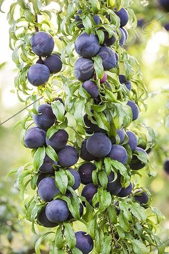 Biosphoto | 1935071 | Plum tree 'Red Crunch' in fruit in a garden | &copy; Jean-Michel Groult / Biosphoto