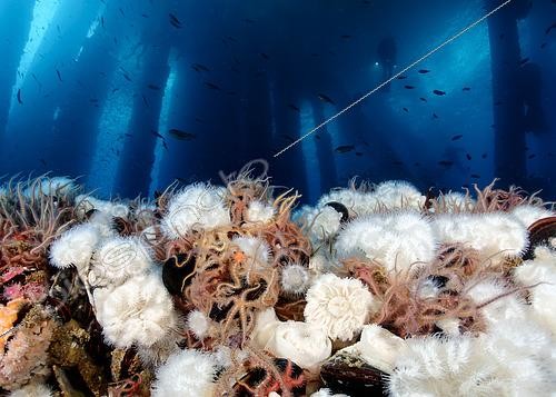Biosphoto | 2614924 | Plumose anemones (Metridium senile) and brittlestars (Ophiothrix spiculata) cover an offshore oil rig. Off Catalina Island, California. | &copy; Montgomery Gilchrist / Biosphoto