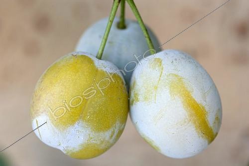Biosphoto | 2125587 | Plums 'Sainte Catherine' | &copy; Alexandre Petzold / Biosphoto
