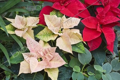 Biosphoto | 581983 | Poinsettia France  ; Tropical green house of Sens  | &copy; Claudius Thiriet / Biosphoto