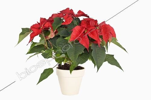 Biosphoto | 562575 | Poinsettia in bloom in studio | &copy; Claudius Thiriet / Biosphoto
