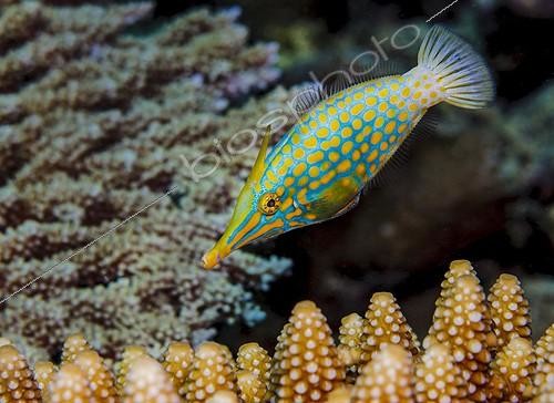 Biosphoto | 2032668 | Poisson-lime à taches orange - Mayotte | &copy; Fabien Michenet / Biosphoto