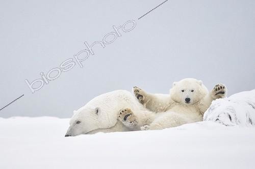 Biosphoto | 2022909 | Polar bear and cub in the snow - Barter Island Alaska | &copy; Patrick Kientz / Biosphoto