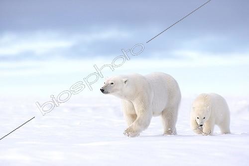 Biosphoto | 1975562 | Polar bear and young in the snow - Barter Island Alaska | &copy; Sylvain Cordier / Biosphoto