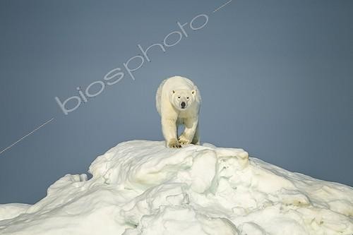 Biosphoto | 1991203 | Polar Bear atop massive iceberg - Hudson Bay Canada | &copy; Paul Souders / Biosphoto