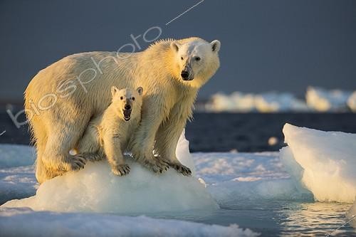 Biosphoto | 2050848 | Polar Bear Cub (Ursus maritimus) beneath mother while standing on sea ice near Harbour Islands, Repulse Bay, Nunavut Territory, Canada | &copy; Paul Souders / Biosphoto