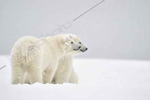 Biosphoto | 2022914 | Polar bear cubs in the snow - Barter Island Alaska | &copy; Patrick Kientz / Biosphoto