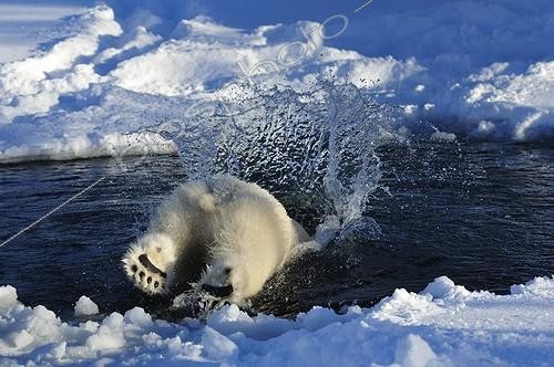 Biosphoto | 1259250 | Polar bear diving into the water Sweden ; Swedish center of protection of endangered carnivores | &copy; Pierre Vernay / Biosphoto
