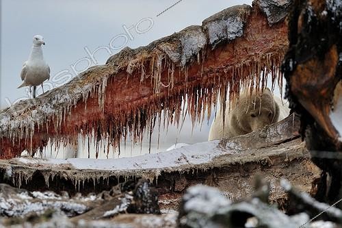 Biosphoto | 1478361 | Polar bear eating on a whale carcass in Alaska ; The whale was hunted for subsistence by the villagers. | &copy; Fabrice Simon / Biosphoto