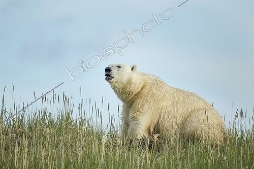 Biosphoto | 1991198 | Polar Bear feeding on remains of Beluga - Hudson Bay Canada | &copy; Paul Souders / Biosphoto