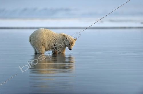 Biosphoto | 1478569 | Polar bear in water in the Arctic National Wildlife Refuge | &copy; Fabrice Simon / Biosphoto