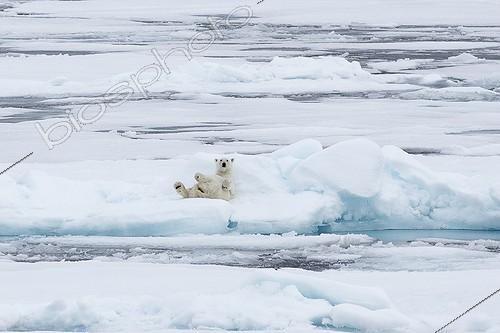 Biosphoto | 1933712 | Polar bear resting on an iceberg - Spitsbergen Svalbard | &copy; Samuel Blanc / Biosphoto