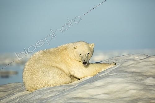 Biosphoto | 1991205 | Polar Bear resting on sea ice - Hudson Bay Canada | &copy; Paul Souders / Biosphoto