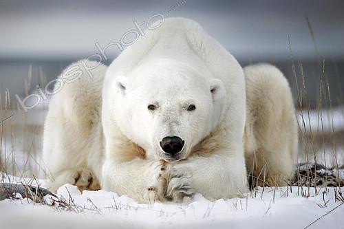 Biosphoto | 2073993 | Polar bear seems to pray, Churchill bay, Canada | &copy; Alberto Ghizzi Panizza / Biosphoto